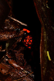 Oophaga solanensis, Utria National Park, Colombia This very moment shall forever be etched into my memory. Just seeing the photo months after the observation gives me the shivers, for two reasons:

One, the odds that were stacked against us. We had a hard time in our 1.5 days in Utria. Very difficult conditions, incompetent local staff, poor organization. On this 2nd morning and last time block in the park, we had a mere 2 hours to search specifically for the Harlequin poison frog, after that our boat would leave. We heard their calls, and as always our guide Manuel was most active in searching for them, but the search area was huge with piles and piles of dead leafs. After an hour or so in participating in the search, I gave up. I was in a bad mood, but also, I was overheating. The local guide did absolutely nothing to help.

We had long settled that it wasn't going to happen when 5 minutes before our boat would return, Manuel shouted across the forest that he found them. He never gave up, and got rewarded for it. All credit goes to him.

Second, this frog, and specifically this color morph is unbelievable. It is so bright and vibrant that a camera sensor can't capture its details, instead just goes for a single color. And to the human eye, it's as if you see fire itself hopping across the forest floor. I've never seen anything so bright, not in nature, not man-made.

Unforgettable. And just like that, all our petty complaints were washed away and forgotten.

No contrast or saturation tricks on these photos, this species is truly this bright and contrasty.

This photo shows that we found two individuals, one blurry in the background:
https://www.jungledragon.com/image/57927/harlequin_poison_frog_red_morph_-_duo_utria_national_park_colombia.html
Full body shots:

https://www.jungledragon.com/image/57928/harlequin_poison_frog_red_morph_-_full_body_shot_utria_national_park_colombia.html
https://www.jungledragon.com/image/57929/harlequin_poison_frog_red_morph_-_full_body_shot_-_ii_utria_national_park_colombia.html

Side views:

https://www.jungledragon.com/image/57930/harlequin_poison_frog_red_morph_-_side_view_utria_national_park_colombia.html
https://www.jungledragon.com/image/57931/harlequin_poison_frog_red_morph_-_side_view_ii_utria_national_park_colombia.html Choco,Chocó,Colombia,Colombia Choco & Pacific region,Oophaga solanensis,South America,Utria National Natural Park,Utría National Natural Park,World