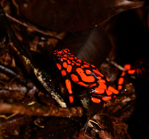 Oophaga solanensis - duo, Utria National Park, Colombia This very moment shall forever be etched into my memory. Just seeing the photo months after the observation gives me the shivers, for two reasons:

One, the odds that were stacked against us. We had a hard time in our 1.5 days in Utria. Very difficult conditions, incompetent local staff, poor organization. On this 2nd morning and last time block in the park, we had a mere 2 hours to search specifically for the Harlequin poison frog, after that our boat would leave. We heard their calls, and as always our guide Manuel was most active in searching for them, but the search area was huge with piles and piles of dead leafs. After an hour or so in participating in the search, I gave up. I was in a bad mood, but also, I was overheating. The local guide did absolutely nothing to help.

We had long settled that it wasn't going to happen when 5 minutes before our boat would return, Manuel shouted across the forest that he found them. He never gave up, and got rewarded for it. All credit goes to him.

Second, this frog, and specifically this color morph is unbelievable. It is so bright and vibrant that a camera sensor can't capture its details, instead just goes for a single color. And to the human eye, it's as if you see fire itself hopping across the forest floor. I've never seen anything so bright, not in nature, not man-made.

Unforgettable. Choco,Chocó,Colombia,Colombia Choco & Pacific region,Oophaga solanensis,South America,Utria National Natural Park,Utría National Natural Park,World