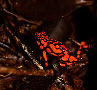 Oophaga solanensis - duo, Utria National Park, Colombia This very moment shall forever be etched into my memory. Just seeing the photo months after the observation gives me the shivers, for two reasons:<br />
<br />
One, the odds that were stacked against us. We had a hard time in our 1.5 days in Utria. Very difficult conditions, incompetent local staff, poor organization. On this 2nd morning and last time block in the park, we had a mere 2 hours to search specifically for the Harlequin poison frog, after that our boat would leave. We heard their calls, and as always our guide Manuel was most active in searching for them, but the search area was huge with piles and piles of dead leafs. After an hour or so in participating in the search, I gave up. I was in a bad mood, but also, I was overheating. The local guide did absolutely nothing to help.<br />
<br />
We had long settled that it wasn't going to happen when 5 minutes before our boat would return, Manuel shouted across the forest that he found them. He never gave up, and got rewarded for it. All credit goes to him.<br />
<br />
Second, this frog, and specifically this color morph is unbelievable. It is so bright and vibrant that a camera sensor can't capture its details, instead just goes for a single color. And to the human eye, it's as if you see fire itself hopping across the forest floor. I've never seen anything so bright, not in nature, not man-made.<br />
<br />
Unforgettable. Choco,Chocó,Colombia,Colombia Choco & Pacific region,Oophaga solanensis,South America,Utria National Natural Park,Utría National Natural Park,World