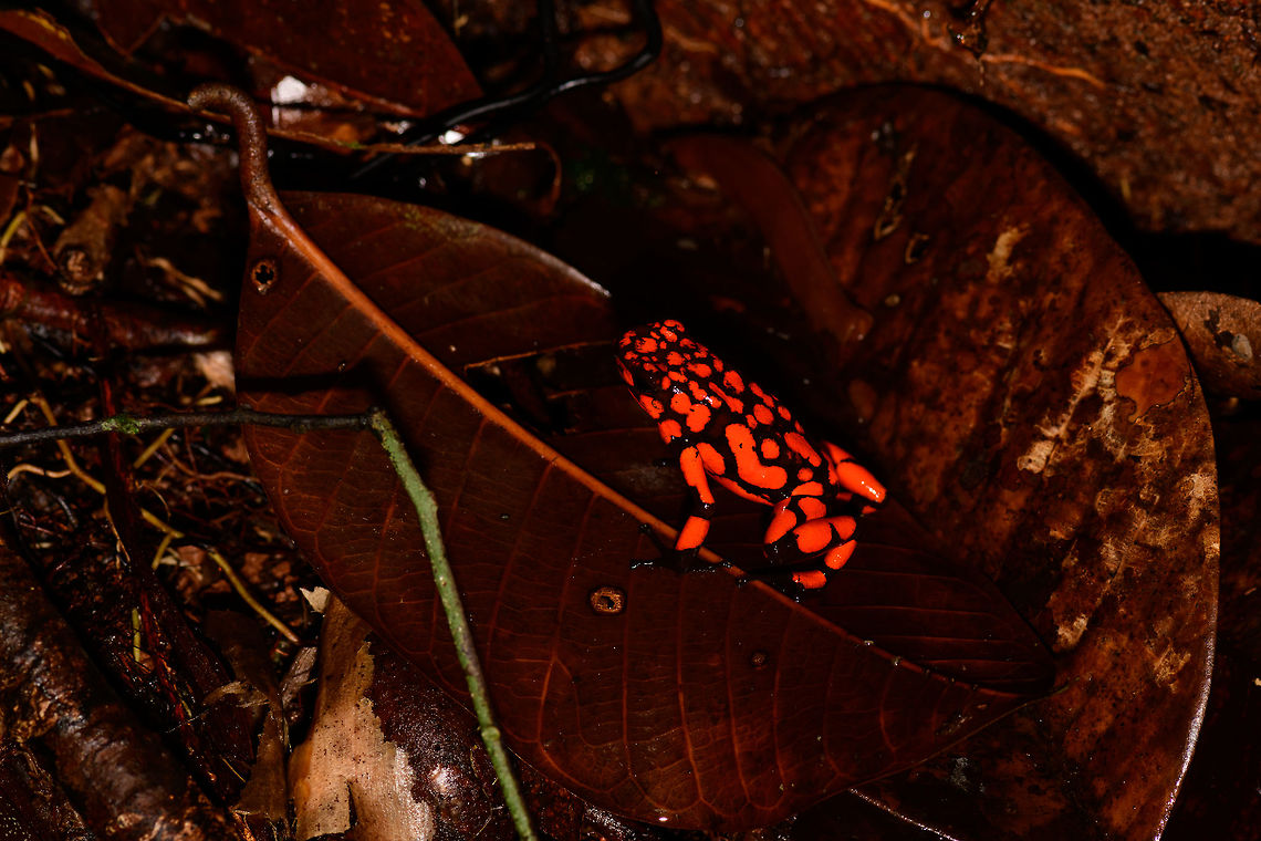 Oophaga solanensis - full body shot, Utria National Park, Colombia This very moment shall forever be etched into my memory. Just seeing the photo months after the observation gives me the shivers, for two reasons:<br />
<br />
One, the odds that were stacked against us. We had a hard time in our 1.5 days in Utria. Very difficult conditions, incompetent local staff, poor organization. On this 2nd morning and last time block in the park, we had a mere 2 hours to search specifically for the Harlequin poison frog, after that our boat would leave. We heard their calls, and as always our guide Manuel was most active in searching for them, but the search area was huge with piles and piles of dead leafs. After an hour or so in participating in the search, I gave up. I was in a bad mood, but also, I was overheating. The local guide did absolutely nothing to help.<br />
<br />
We had long settled that it wasn't going to happen when 5 minutes before our boat would return, Manuel shouted across the forest that he found them. He never gave up, and got rewarded for it. All credit goes to him.<br />
<br />
Second, this frog, and specifically this color morph is unbelievable. It is so bright and vibrant that a camera sensor can't capture its details, instead just goes for a single color. And to the human eye, it's as if you see fire itself hopping across the forest floor. I've never seen anything so bright, not in nature, not man-made.<br />
<br />
Unforgettable. Choco,Choc&oacute;,Colombia,Colombia Choco & Pacific region,Oophaga solanensis,South America,Utria National Natural Park,Utr&iacute;a National Natural Park,World