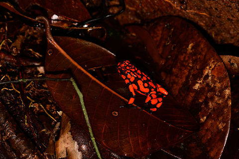 Oophaga solanensis - full body shot, Utria National Park, Colombia This very moment shall forever be etched into my memory. Just seeing the photo months after the observation gives me the shivers, for two reasons:

One, the odds that were stacked against us. We had a hard time in our 1.5 days in Utria. Very difficult conditions, incompetent local staff, poor organization. On this 2nd morning and last time block in the park, we had a mere 2 hours to search specifically for the Harlequin poison frog, after that our boat would leave. We heard their calls, and as always our guide Manuel was most active in searching for them, but the search area was huge with piles and piles of dead leafs. After an hour or so in participating in the search, I gave up. I was in a bad mood, but also, I was overheating. The local guide did absolutely nothing to help.

We had long settled that it wasn't going to happen when 5 minutes before our boat would return, Manuel shouted across the forest that he found them. He never gave up, and got rewarded for it. All credit goes to him.

Second, this frog, and specifically this color morph is unbelievable. It is so bright and vibrant that a camera sensor can't capture its details, instead just goes for a single color. And to the human eye, it's as if you see fire itself hopping across the forest floor. I've never seen anything so bright, not in nature, not man-made.

Unforgettable. Choco,Choc&oacute;,Colombia,Colombia Choco & Pacific region,Oophaga solanensis,South America,Utria National Natural Park,Utr&iacute;a National Natural Park,World