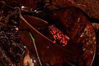 Oophaga solanensis - full body shot, Utria National Park, Colombia This very moment shall forever be etched into my memory. Just seeing the photo months after the observation gives me the shivers, for two reasons:<br />
<br />
One, the odds that were stacked against us. We had a hard time in our 1.5 days in Utria. Very difficult conditions, incompetent local staff, poor organization. On this 2nd morning and last time block in the park, we had a mere 2 hours to search specifically for the Harlequin poison frog, after that our boat would leave. We heard their calls, and as always our guide Manuel was most active in searching for them, but the search area was huge with piles and piles of dead leafs. After an hour or so in participating in the search, I gave up. I was in a bad mood, but also, I was overheating. The local guide did absolutely nothing to help.<br />
<br />
We had long settled that it wasn't going to happen when 5 minutes before our boat would return, Manuel shouted across the forest that he found them. He never gave up, and got rewarded for it. All credit goes to him.<br />
<br />
Second, this frog, and specifically this color morph is unbelievable. It is so bright and vibrant that a camera sensor can't capture its details, instead just goes for a single color. And to the human eye, it's as if you see fire itself hopping across the forest floor. I've never seen anything so bright, not in nature, not man-made.<br />
<br />
Unforgettable. Choco,Chocó,Colombia,Colombia Choco & Pacific region,Oophaga solanensis,South America,Utria National Natural Park,Utría National Natural Park,World