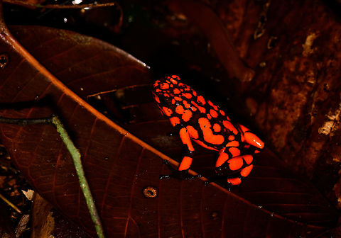 Oophaga solanensis - full body shot - II, Utria National Park, Colombia This very moment shall forever be etched into my memory. Just seeing the photo months after the observation gives me the shivers, for two reasons:

One, the odds that were stacked against us. We had a hard time in our 1.5 days in Utria. Very difficult conditions, incompetent local staff, poor organization. On this 2nd morning and last time block in the park, we had a mere 2 hours to search specifically for the Harlequin poison frog, after that our boat would leave. We heard their calls, and as always our guide Manuel was most active in searching for them, but the search area was huge with piles and piles of dead leafs. After an hour or so in participating in the search, I gave up. I was in a bad mood, but also, I was overheating. The local guide did absolutely nothing to help.

We had long settled that it wasn't going to happen when 5 minutes before our boat would return, Manuel shouted across the forest that he found them. He never gave up, and got rewarded for it. All credit goes to him.

Second, this frog, and specifically this color morph is unbelievable. It is so bright and vibrant that a camera sensor can't capture its details, instead just goes for a single color. And to the human eye, it's as if you see fire itself hopping across the forest floor. I've never seen anything so bright, not in nature, not man-made.

Unforgettable. Choco,Choc&oacute;,Colombia,Colombia Choco & Pacific region,Oophaga solanensis,South America,Utria National Natural Park,Utr&iacute;a National Natural Park,World