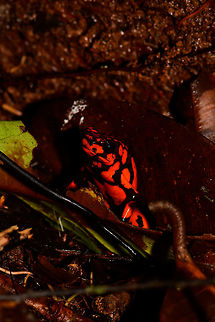 Oophaga solanensis - side view, Utria National Park, Colombia This very moment shall forever be etched into my memory. Just seeing the photo months after the observation gives me the shivers, for two reasons:

One, the odds that were stacked against us. We had a hard time in our 1.5 days in Utria. Very difficult conditions, incompetent local staff, poor organization. On this 2nd morning and last time block in the park, we had a mere 2 hours to search specifically for the Harlequin poison frog, after that our boat would leave. We heard their calls, and as always our guide Manuel was most active in searching for them, but the search area was huge with piles and piles of dead leafs. After an hour or so in participating in the search, I gave up. I was in a bad mood, but also, I was overheating. The local guide did absolutely nothing to help.

We had long settled that it wasn't going to happen when 5 minutes before our boat would return, Manuel shouted across the forest that he found them. He never gave up, and got rewarded for it. All credit goes to him.

Second, this frog, and specifically this color morph is unbelievable. It is so bright and vibrant that a camera sensor can't capture its details, instead just goes for a single color. And to the human eye, it's as if you see fire itself hopping across the forest floor. I've never seen anything so bright, not in nature, not man-made.

Unforgettable.  Choco,Choc&oacute;,Colombia,Colombia Choco & Pacific region,Oophaga solanensis,South America,Utria National Natural Park,Utr&iacute;a National Natural Park,World