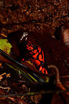 Oophaga solanensis - side view, Utria National Park, Colombia This very moment shall forever be etched into my memory. Just seeing the photo months after the observation gives me the shivers, for two reasons:<br />
<br />
One, the odds that were stacked against us. We had a hard time in our 1.5 days in Utria. Very difficult conditions, incompetent local staff, poor organization. On this 2nd morning and last time block in the park, we had a mere 2 hours to search specifically for the Harlequin poison frog, after that our boat would leave. We heard their calls, and as always our guide Manuel was most active in searching for them, but the search area was huge with piles and piles of dead leafs. After an hour or so in participating in the search, I gave up. I was in a bad mood, but also, I was overheating. The local guide did absolutely nothing to help.<br />
<br />
We had long settled that it wasn't going to happen when 5 minutes before our boat would return, Manuel shouted across the forest that he found them. He never gave up, and got rewarded for it. All credit goes to him.<br />
<br />
Second, this frog, and specifically this color morph is unbelievable. It is so bright and vibrant that a camera sensor can't capture its details, instead just goes for a single color. And to the human eye, it's as if you see fire itself hopping across the forest floor. I've never seen anything so bright, not in nature, not man-made.<br />
<br />
Unforgettable.  Choco,Chocó,Colombia,Colombia Choco & Pacific region,Oophaga solanensis,South America,Utria National Natural Park,Utría National Natural Park,World