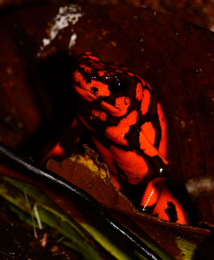 Oophaga solanensis - side view II, Utria National Park, Colombia This very moment shall forever be etched into my memory. Just seeing the photo months after the observation gives me the shivers, for two reasons:<br />
<br />
One, the odds that were stacked against us. We had a hard time in our 1.5 days in Utria. Very difficult conditions, incompetent local staff, poor organization. On this 2nd morning and last time block in the park, we had a mere 2 hours to search specifically for the Harlequin poison frog, after that our boat would leave. We heard their calls, and as always our guide Manuel was most active in searching for them, but the search area was huge with piles and piles of dead leafs. After an hour or so in participating in the search, I gave up. I was in a bad mood, but also, I was overheating. The local guide did absolutely nothing to help.<br />
<br />
We had long settled that it wasn't going to happen when 5 minutes before our boat would return, Manuel shouted across the forest that he found them. He never gave up, and got rewarded for it. All credit goes to him.<br />
<br />
Second, this frog, and specifically this color morph is unbelievable. It is so bright and vibrant that a camera sensor can't capture its details, instead just goes for a single color. And to the human eye, it's as if you see fire itself hopping across the forest floor. I've never seen anything so bright, not in nature, not man-made.<br />
<br />
Unforgettable.  Choco,Choc&oacute;,Colombia,Colombia Choco & Pacific region,Oophaga solanensis,South America,Utria National Natural Park,Utr&iacute;a National Natural Park,World