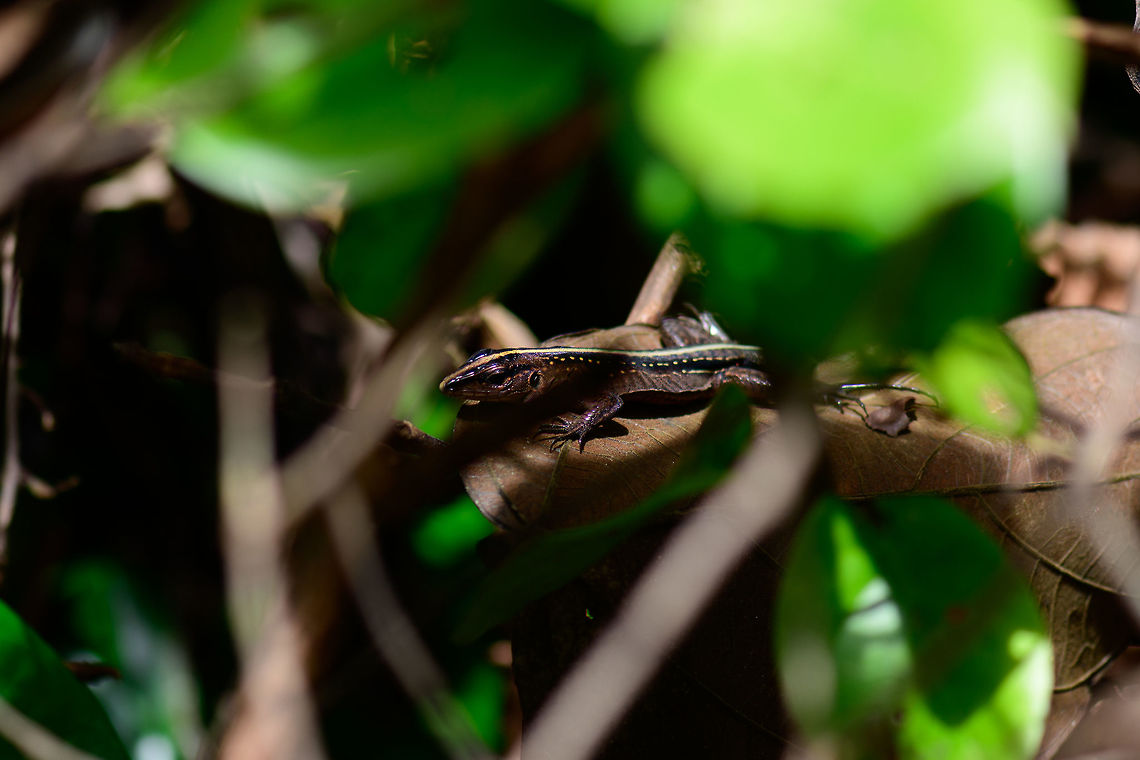 Cercosaura vertebralis, Utria National Park, Colombia Identification based on our guide&#039;s judgement. Found in the mangroves of Utria National Park, which we traversed on foot. An often used synonym is Pholidobolus vertebralis. It&#039;s not entirely clear to me which of these two genuses to use. Closeup:<br />
<figure class="photo"><a href="https://www.jungledragon.com/image/57970/cercosaura_vertebralis_-_closeup_utria_national_park_colombia.html" title="Cercosaura vertebralis - closeup, Utria National Park, Colombia"><img src="https://s3.amazonaws.com/media.jungledragon.com/images/2/57970_thumb.jpg?AWSAccessKeyId=05GMT0V3GWVNE7GGM1R2&Expires=1769040010&Signature=HyYwsqVqYmCBK%2BJGi5vgJ1vMwpQ%3D" width="200" height="170" alt="Cercosaura vertebralis - closeup, Utria National Park, Colombia  Brown Prionodactylus,Cercosaura vertebralis,Choco,Choc&oacute;,Colombia,Colombia Choco &amp; Pacific region,Pholidobolus vertebralis,South America,Utria National Natural Park,Utr&iacute;a National Natural Park,World" /></a></figure> Brown Prionodactylus,Cercosaura vertebralis,Choco,Chocó,Colombia,Colombia Choco & Pacific region,Pholidobolus vertebralis,South America,Utria National Natural Park,Utría National Natural Park,World