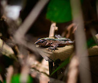 Cercosaura vertebralis - closeup, Utria National Park, Colombia Brown Prionodactylus,Cercosaura vertebralis,Choco,Chocó,Colombia,Colombia Choco & Pacific region,Pholidobolus vertebralis,South America,Utria National Natural Park,Utría National Natural Park,World