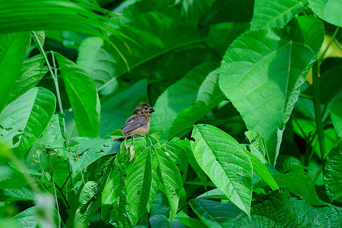 Thick-billed seed finch female, Uraba, Colombia Moving on to the next location in our Colombia 2017 set: Uraba. In our trip throughout the Northwest, this one would be the most disputed in terms of safety, due to still relatively recent incidents and militias claiming territory. By the time we arrived there, these issues were solved about 8 months earlier. 

Onwards to more positive things: we met our local guides here, two brothers named the Band brothers. One of them is calm, calculating, a scientist and zoologist, a powerhouse of knowledge. The other half of these brothers is a crazy enthusiastic guy that knows no fear and has an endless excitement in discovering nature. A wonderful pair! Combined they have unique local knowledge. They also have unique ties with the indigenous community, which is required to even be allowed to access some lands, as some of it is private.

Uraba isn't some enormous large jungle where you settle in a single location. It's a larger partly urbanized area with modern infrastructure, including well maintained roads. So you can just drive to various small parks, locations, public and private. We visited several sub locations, of which this is the first one. Situated behind a school was a large area of open and mixed forest, which turned out to be a paradise for birding.  Antioquia,Colombia,Colombia Choco & Pacific region,Oryzoborus funereus,South America,Thick-billed seed finch,Uraba,Urab&aacute;,World