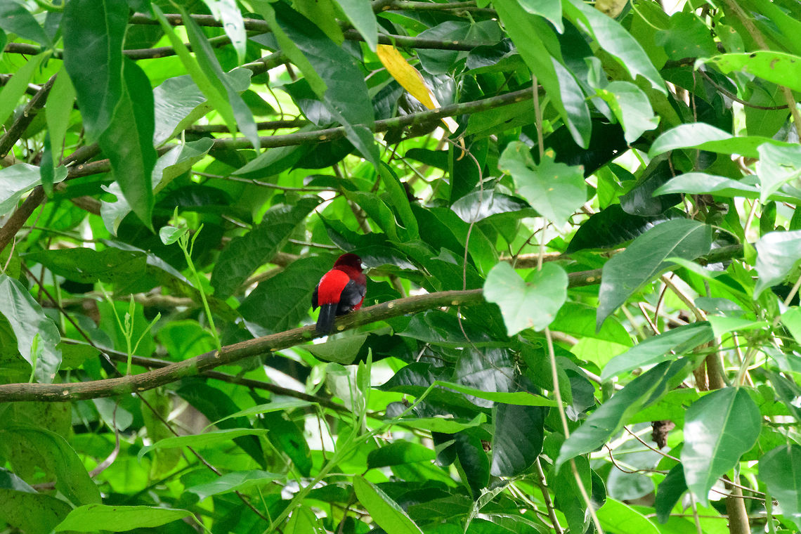 Crimson-backed tanager, Uraba, Colombia Crop of a very remote shot, yet it does show the origin of this bird&#039;s name. Antioquia,Colombia,Colombia Choco & Pacific region,Crimson-backed tanager,Ramphocelus dimidiatus,South America,Uraba,Urabá,World