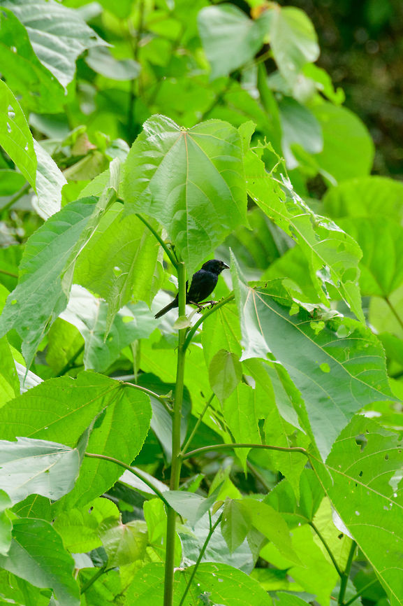 Blue black grassquit, Uraba, Colombia Remote shot. This is the male, the female is light brown. Antioquia,Blue black grassquit,Colombia,Colombia Choco & Pacific region,South America,Uraba,Urab&aacute;,Volatinia jacarina,World