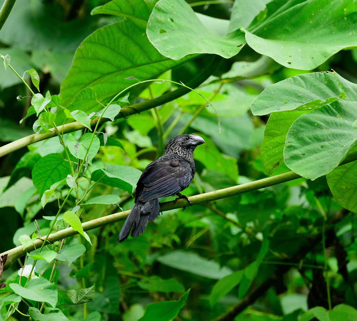 Smooth-billed ani, Uraba, Colombia Large bird often found in the open all over Colombia below 2600m of elevation.  Antioquia,Colombia,Colombia Choco & Pacific region,Crotophaga ani,Fall,Geotagged,Smooth-billed ani,South America,Uraba,Urabá,World