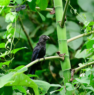 Smooth-billed ani - perched, Uraba, Colombia Often found near human settlements and farmlands, where they feed on ticks and other insects found on cattle. Antioquia,Colombia,Colombia Choco & Pacific region,Crotophaga ani,Fall,Geotagged,Smooth-billed ani,South America,Uraba,Urabá,World