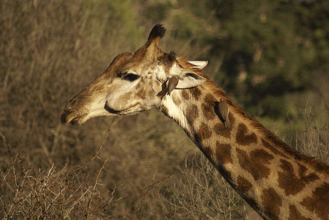 Giraffe closeup and oxpeckers Two oxpeckers help clean a giraffe in Hluwehluwe National Park, South Africa. Closeup,Giraffa camelopardalis,Giraffe,Hluhluwe,Oxpecker