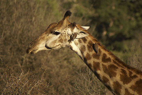 Giraffe closeup and oxpeckers Two oxpeckers help clean a giraffe in Hluwehluwe National Park, South Africa. Closeup,Giraffa camelopardalis,Giraffe,Hluhluwe,Oxpecker