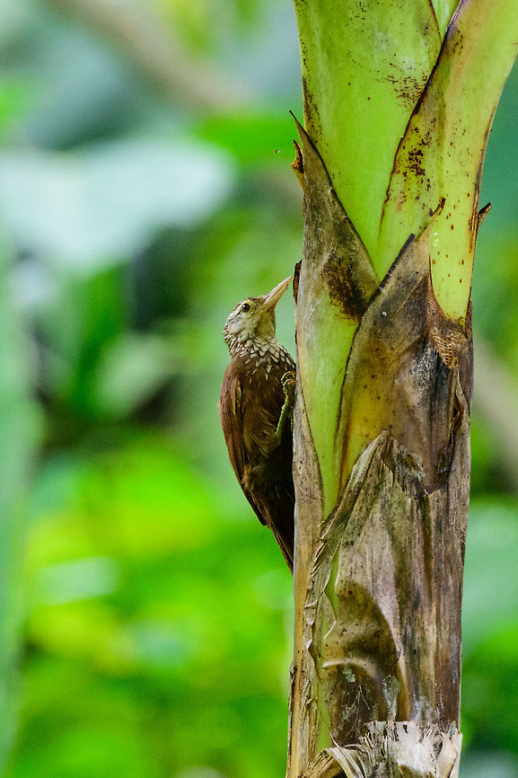 Straight-billed woodcreeper, Uraba, Colombia Stands out from Colombia&#039;s many woodcreeper species by its pale, dagg-like bill. Antioquia,Colombia,Colombia Choco & Pacific region,Dendroplex picus,Fall,Geotagged,South America,Straight-billed woodcreeper,Uraba,Urabá,World