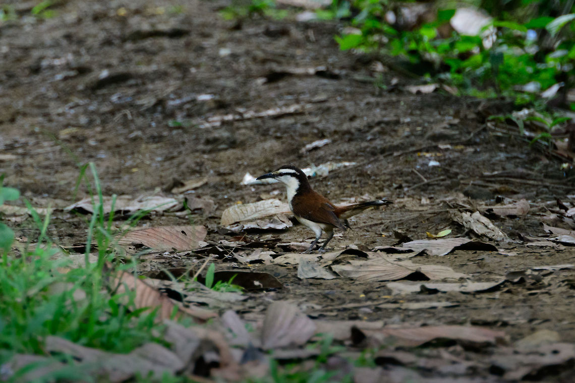 Bicolored wren, Uraba, Colombia Crop of a remote shot. Active bird that moves in groups of 3-6 individuals. Often nests in buildings. Antioquia,Bicolored wren,Campylorhynchus griseus,Colombia,Colombia Choco & Pacific region,Fall,Geotagged,South America,Uraba,Urab&aacute;,World