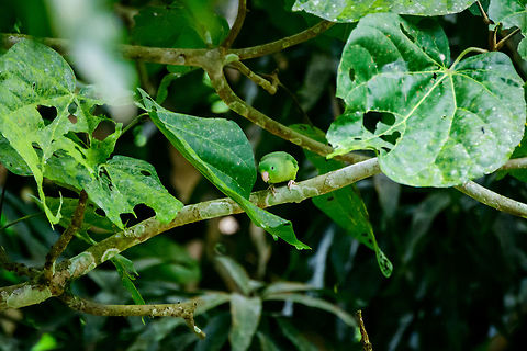 Spectacled parrotlet, Uraba, Colombia Very tiny parrot species. Antioquia,Colombia,Colombia Choco & Pacific region,Fall,Forpus conspicillatus,Geotagged,South America,Spectacled parrotlet,Uraba,Urab&aacute;,World