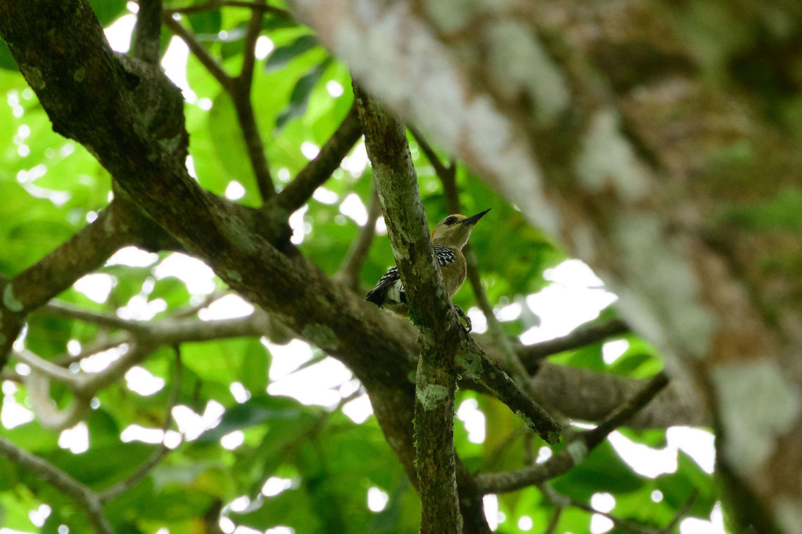 Red-crowned woodpecker, Uraba, Colombia  Antioquia,Colombia,Colombia Choco & Pacific region,Fall,Geotagged,Melanerpes rubricapillus,Red-crowned woodpecker,South America,Uraba,Urabá,World