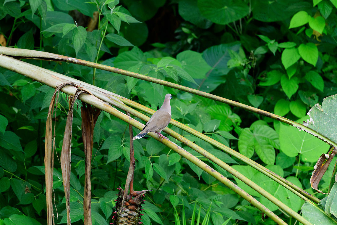 White-tipped Dove, Uraba, Colombia Not the best pose, but it does show the white tip the species is named after :) Antioquia,Colombia,Colombia Choco & Pacific region,Fall,Geotagged,Leptotila verreauxi,South America,Uraba,Urabá,White-tipped Dove,World