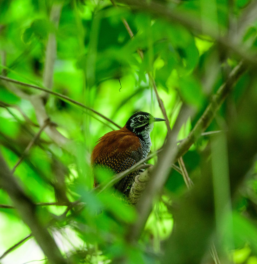 Bay wren, Uraba, Colombia  Antioquia,Bay wren,Cantorchilus nigricapillus,Colombia,Colombia Choco & Pacific region,Fall,Geotagged,South America,Uraba,Urabá,World