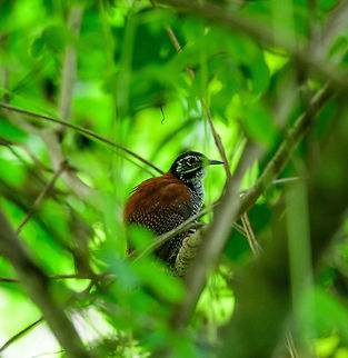 Bay wren, Uraba, Colombia  Antioquia,Bay wren,Cantorchilus nigricapillus,Colombia,Colombia Choco & Pacific region,Fall,Geotagged,South America,Uraba,Urab&aacute;,World