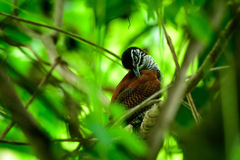 Bay wren picking feathers, Uraba, Colombia  Antioquia,Bay wren,Cantorchilus nigricapillus,Colombia,Colombia Choco & Pacific region,Fall,Geotagged,South America,Uraba,Urabá,World