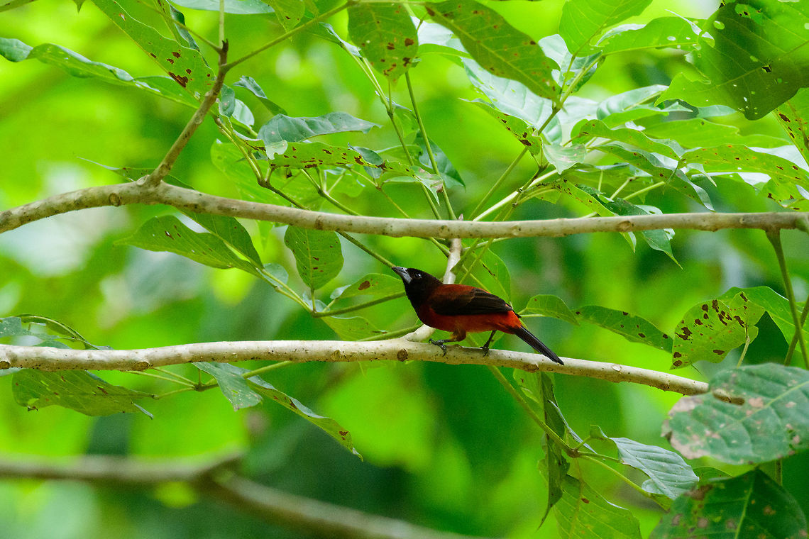Crimson-backed tanager - perched, Uraba, Colombia  Antioquia,Colombia,Colombia Choco & Pacific region,Crimson-backed tanager,Fall,Geotagged,Ramphocelus dimidiatus,South America,Uraba,Urab&aacute;,World