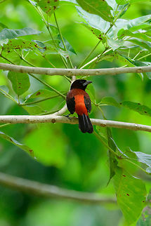 Crimson-backed tanager - tail feathers, Uraba, Colombia Beautiful and posing as if aware of it :) Antioquia,Colombia,Colombia Choco & Pacific region,Crimson-backed tanager,Fall,Geotagged,Ramphocelus dimidiatus,South America,Uraba,Urabá,World