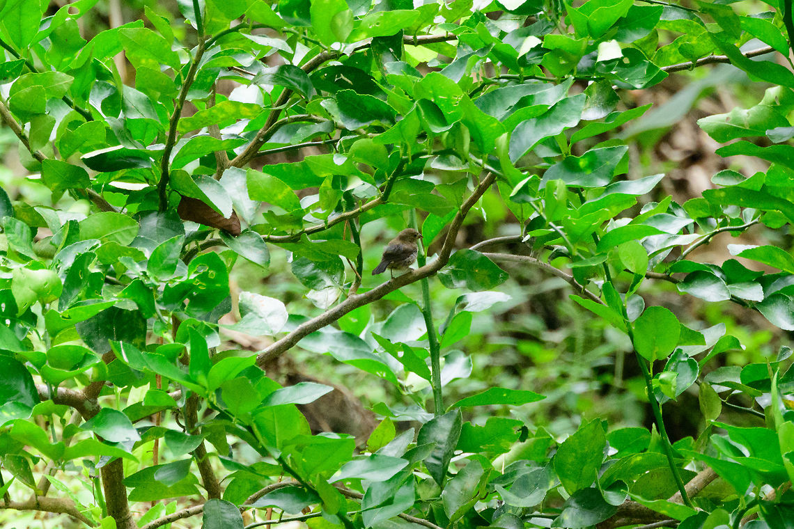 Slate-coloured seedeater, Uraba, Colombia Quite of range, unfortunately, but we'll leave no species behind. Antioquia,Colombia,Colombia Choco & Pacific region,Fall,Geotagged,Slate-coloured seedeater,South America,Sporophila schistacea,Uraba,Urab&aacute;,World
