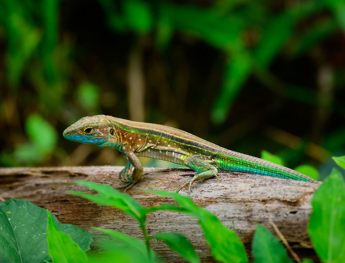 Rainbow whiptail, Uraba, Colombia Spectacularly vibrant species. Based on what I read, similarly colorful species in the family are different in that they have a smooth tail, unlike the scaled tail seen here on this species. Fun fact: when fully charged by the sun, this is one of the fastest reptiles in the world, reaching a top burst speed of 24-28 km/h. Antioquia,Cnemidophorus lemniscatus,Colombia,Colombia Choco & Pacific region,Fall,Geotagged,Rainbow whiptail,South America,Uraba,Urab&aacute;,World
