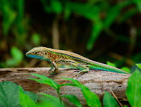 Rainbow whiptail, Uraba, Colombia Spectacularly vibrant species. Based on what I read, similarly colorful species in the family are different in that they have a smooth tail, unlike the scaled tail seen here on this species. Fun fact: when fully charged by the sun, this is one of the fastest reptiles in the world, reaching a top burst speed of 24-28 km/h. Antioquia,Cnemidophorus lemniscatus,Colombia,Colombia Choco & Pacific region,Fall,Geotagged,Rainbow whiptail,South America,Uraba,Urabá,World