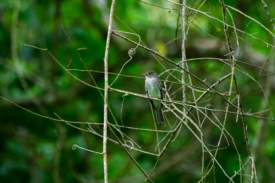 Tropical pewee, Uraba, Colombia Identification is likely correct, but not 100% sure. The Eastern wood pewee looks very similar and can only be distinguished by call. So relying on the best effort guess of experts here. Antioquia,Colombia,Colombia Choco & Pacific region,Contopus cinereus,Fall,Geotagged,South America,Tropical pewee,Uraba,Urabá,World