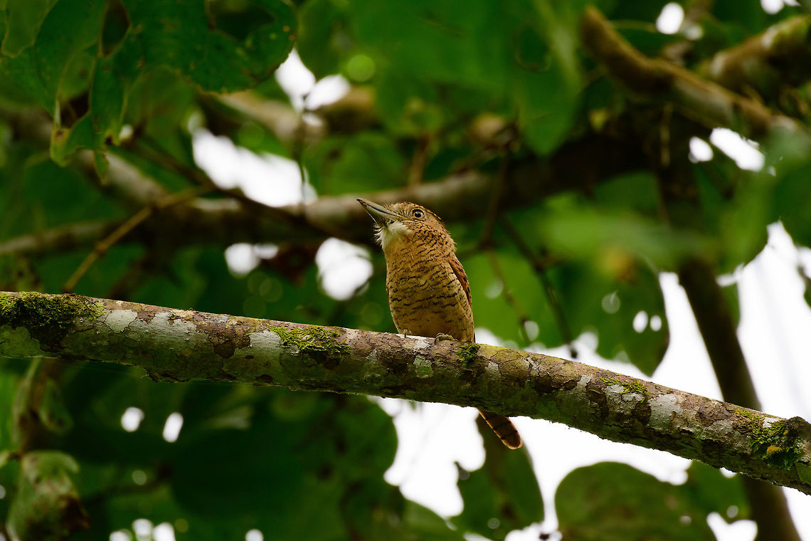 Barred puffbird, Uraba, Colombia I adore puffbirds, for their beautiful earth tones but also because they are great posers. Hard to find, but won&#039;t flee usually. They are low activity birds. You can think of them as flycatcher yet 100 times slower :)<br />
<figure class="photo"><a href="https://www.jungledragon.com/image/58137/barred_puffbird_-_ii_uraba_colombia.html" title="Barred puffbird - II, Uraba, Colombia"><img src="https://s3.amazonaws.com/media.jungledragon.com/images/2/58137_thumb.jpg?AWSAccessKeyId=05GMT0V3GWVNE7GGM1R2&Expires=1767225610&Signature=6KRHYX4PDHH%2FRtarHBIYps8O40w%3D" width="200" height="134" alt="Barred puffbird - II, Uraba, Colombia I adore puffbirds, for their beautiful earth tones but also because they are great posers. Hard to find, but won&#039;t flee usually. They are low activity birds. You can think of them as flycatcher yet 100 times slower :) <br />
<br />
On this photo you can see how top heavy they are, with their enormous head and bill compared to the rest of the body. Antioquia,Barred puffbird,Colombia,Colombia Choco &amp; Pacific region,Fall,Geotagged,Nystalus radiatus,South America,Uraba,Urab&aacute;,World" /></a></figure><br />
<figure class="photo"><a href="https://www.jungledragon.com/image/58136/barred_puffbird_-_iii_uraba_colombia.html" title="Barred puffbird - III, Uraba, Colombia"><img src="https://s3.amazonaws.com/media.jungledragon.com/images/2/58136_thumb.jpg?AWSAccessKeyId=05GMT0V3GWVNE7GGM1R2&Expires=1767225610&Signature=yE6iAXiXCHlSpOJVdZtm7AjAO94%3D" width="102" height="152" alt="Barred puffbird - III, Uraba, Colombia I adore puffbirds, for their beautiful earth tones but also because they are great posers. Hard to find, but won&#039;t flee usually. They are low activity birds. You can think of them as flycatcher yet 100 times slower :)  Antioquia,Barred puffbird,Colombia,Colombia Choco &amp; Pacific region,Fall,Geotagged,Nystalus radiatus,South America,Uraba,Urab&aacute;,World" /></a></figure> Antioquia,Barred puffbird,Colombia,Colombia Choco & Pacific region,Nystalus radiatus,South America,Uraba,Urabá,World