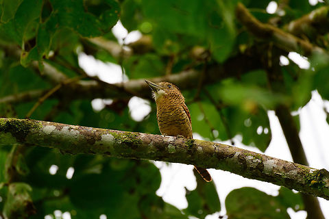 Barred puffbird, Uraba, Colombia I adore puffbirds, for their beautiful earth tones but also because they are great posers. Hard to find, but won't flee usually. They are low activity birds. You can think of them as flycatcher yet 100 times slower :)
https://www.jungledragon.com/image/58137/barred_puffbird_-_ii_uraba_colombia.html
https://www.jungledragon.com/image/58136/barred_puffbird_-_iii_uraba_colombia.html Antioquia,Barred puffbird,Colombia,Colombia Choco & Pacific region,Nystalus radiatus,South America,Uraba,Urabá,World