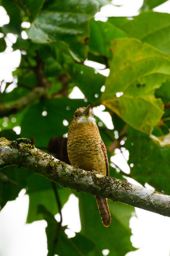 Barred puffbird - III, Uraba, Colombia I adore puffbirds, for their beautiful earth tones but also because they are great posers. Hard to find, but won&#039;t flee usually. They are low activity birds. You can think of them as flycatcher yet 100 times slower :)  Antioquia,Barred puffbird,Colombia,Colombia Choco & Pacific region,Fall,Geotagged,Nystalus radiatus,South America,Uraba,Urabá,World