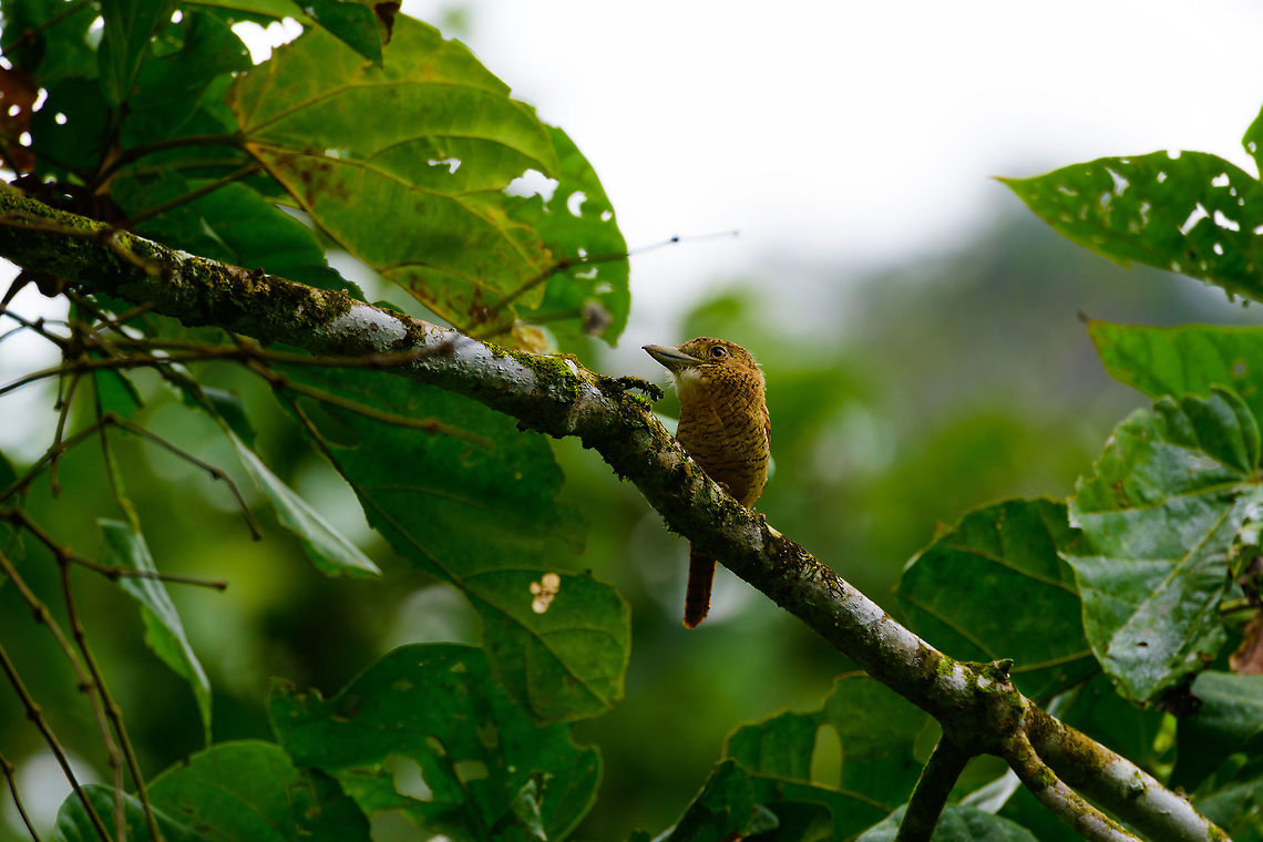 Barred puffbird - II, Uraba, Colombia I adore puffbirds, for their beautiful earth tones but also because they are great posers. Hard to find, but won&#039;t flee usually. They are low activity birds. You can think of them as flycatcher yet 100 times slower :) <br />
<br />
On this photo you can see how top heavy they are, with their enormous head and bill compared to the rest of the body. Antioquia,Barred puffbird,Colombia,Colombia Choco & Pacific region,Fall,Geotagged,Nystalus radiatus,South America,Uraba,Urabá,World