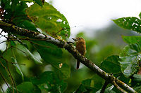 Barred puffbird - II, Uraba, Colombia I adore puffbirds, for their beautiful earth tones but also because they are great posers. Hard to find, but won't flee usually. They are low activity birds. You can think of them as flycatcher yet 100 times slower :) <br />
<br />
On this photo you can see how top heavy they are, with their enormous head and bill compared to the rest of the body. Antioquia,Barred puffbird,Colombia,Colombia Choco & Pacific region,Fall,Geotagged,Nystalus radiatus,South America,Uraba,Urabá,World