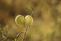 Kapok Bush The locals call this plant "old man's balls".  Balloonplant,Gomphocarpus physocarpus,Hluhluwe,Kapok Bush,Plants