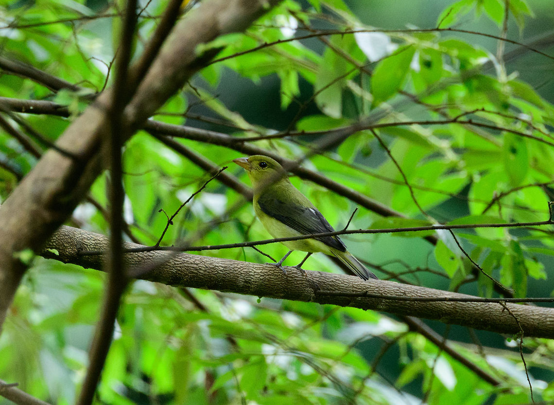 Scarlet Tanager - Female, Uraba, Colombia  Antioquia,Colombia,Colombia Choco & Pacific region,Fall,Geotagged,Piranga olivacea,South America,Uraba,Urabá,World,scarlet tanager