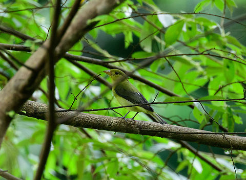 Scarlet Tanager - Female, Uraba, Colombia  Antioquia,Colombia,Colombia Choco & Pacific region,Fall,Geotagged,Piranga olivacea,South America,Uraba,Urabá,World,scarlet tanager