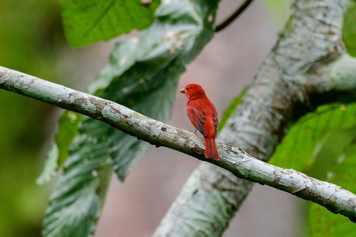 Summer Tanager - Male, Uraba, Colombia  Antioquia,Colombia,Colombia Choco & Pacific region,Fall,Geotagged,Piranga olivacea,South America,Summer Tanager,Uraba,Urabá,World