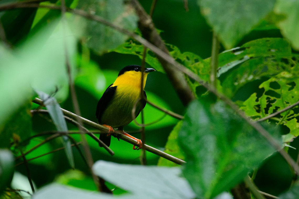Golden-collared manakin, Uraba, Colombia We were very happy to find this manakin only occurring in the northwest of Colombia, and parts of Panama. Together with Jacamars, Manankins are some of the most sought after birds in Colombia. Manakins are best known for looking pretty cute in general, even more so for the male courtship behavior where males compete in a lek. A giant competitive dance festival. You can hear such a lek going on from the sound it makes, which sounds similar to snapping your fingers repeatedly. Here is the female found nearby:<br />
<figure class="photo"><a href="https://www.jungledragon.com/image/58247/golden-collared_manakin_-_female_uraba_colombia.html" title="Golden-collared manakin - female, Uraba, Colombia"><img src="https://s3.amazonaws.com/media.jungledragon.com/images/2/58247_thumb.jpg?AWSAccessKeyId=05GMT0V3GWVNE7GGM1R2&Expires=1767225610&Signature=SD%2B2%2BZfXbkFrfhrFfjFJiXtskjQ%3D" width="138" height="152" alt="Golden-collared manakin - female, Uraba, Colombia The female of the Golden-collared manakin, with her vibrant legs. Much of a male Manakin&#039;s life evolves around competing for her attention, and ultimately the right to mate. Here&#039;s the male found nearby:<br />
https://www.jungledragon.com/image/58244/golden-collared_manakin_uraba_colombia.html Antioquia,Colombia,Colombia Choco &amp; Pacific region,Golden-collared manakin,Manacus vitellinus,South America,Uraba,Urab&aacute;,World" /></a></figure><br />
<br />
A golden-collared manakin bachelor practicing:<br />
<br />
<section class="video"><iframe width="448" height="282" src="https://www.youtube-nocookie.com/embed/LxUJwOOpJws?hd=1&autoplay=0&rel=0" frameborder="0" allowfullscreen></iframe></section><br />
This video of another species shows just one male, yet an awesome dance, and it has the snapping sound:<br />
<br />
<section class="video"><iframe width="448" height="282" src="https://www.youtube-nocookie.com/embed/i8kjSEykvns?hd=1&autoplay=0&rel=0" frameborder="0" allowfullscreen></iframe></section><br />
A video with some more males:<br />
<br />
<section class="video"><iframe width="448" height="282" src="https://www.youtube-nocookie.com/embed/-V4iJOakhGk?hd=1&autoplay=0&rel=0" frameborder="0" allowfullscreen></iframe></section> Antioquia,Colombia,Colombia Choco & Pacific region,Fall,Geotagged,Golden-collared manakin,Manacus vitellinus,South America,Uraba,Urabá,World