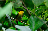 Golden-collared manakin, Uraba, Colombia We were very happy to find this manakin only occurring in the northwest of Colombia, and parts of Panama. Together with Jacamars, Manankins are some of the most sought after birds in Colombia. Manakins are best known for looking pretty cute in general, even more so for the male courtship behavior where males compete in a lek. A giant competitive dance festival. You can hear such a lek going on from the sound it makes, which sounds similar to snapping your fingers repeatedly. Here is the female found nearby:<br />
https://www.jungledragon.com/image/58247/golden-collared_manakin_-_female_uraba_colombia.html<br />
<br />
A golden-collared manakin bachelor practicing:<br />
<br />
https://www.youtube.com/watch?v=LxUJwOOpJws<br />
This video of another species shows just one male, yet an awesome dance, and it has the snapping sound:<br />
<br />
https://www.youtube.com/watch?v=i8kjSEykvns<br />
A video with some more males:<br />
<br />
https://www.youtube.com/watch?v=-V4iJOakhGk Antioquia,Colombia,Colombia Choco & Pacific region,Fall,Geotagged,Golden-collared manakin,Manacus vitellinus,South America,Uraba,Urabá,World