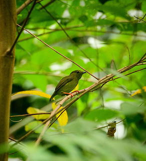 Golden-collared manakin - female, Uraba, Colombia The female of the Golden-collared manakin, with her vibrant legs. Much of a male Manakin's life evolves around competing for her attention, and ultimately the right to mate. Here's the male found nearby:
https://www.jungledragon.com/image/58244/golden-collared_manakin_uraba_colombia.html Antioquia,Colombia,Colombia Choco & Pacific region,Golden-collared manakin,Manacus vitellinus,South America,Uraba,Urabá,World