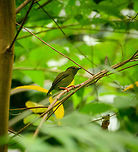 Golden-collared manakin - female, Uraba, Colombia The female of the Golden-collared manakin, with her vibrant legs. Much of a male Manakin's life evolves around competing for her attention, and ultimately the right to mate. Here's the male found nearby:<br />
https://www.jungledragon.com/image/58244/golden-collared_manakin_uraba_colombia.html Antioquia,Colombia,Colombia Choco & Pacific region,Golden-collared manakin,Manacus vitellinus,South America,Uraba,Urabá,World