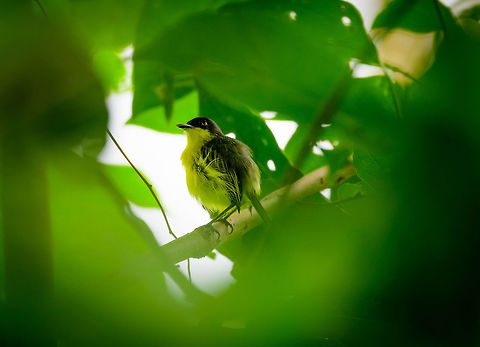 Common tody-flycatcher, Uraba, Colombia  Antioquia,Colombia,Colombia Choco & Pacific region,Common tody-flycatcher,Fall,Geotagged,South America,Todirostrum cinereum,Uraba,Urab&aacute;,World