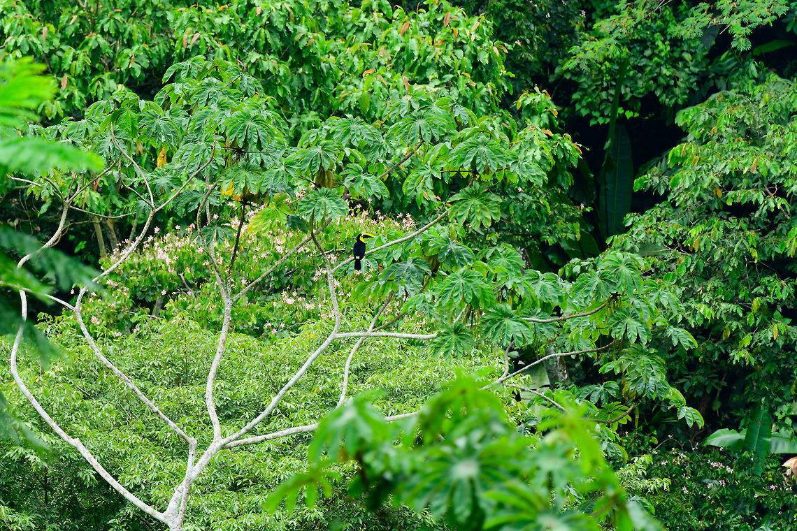 Choco toucan, Uraba, Colombia Remote spotting. We first saw it in Bahia Solano, a few days later also in Uraba. Antioquia,Choco toucan,Colombia,Colombia Choco & Pacific region,Fall,Geotagged,Ramphastos brevis,South America,Uraba,Urabá,World