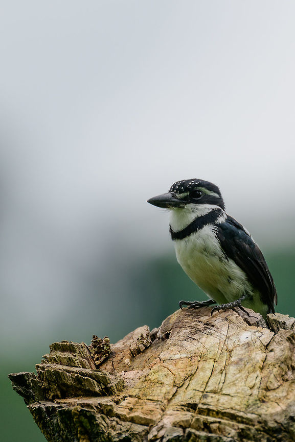 Pied Puffbird, Uraba, Colombia We were lucky to find this puffbird in the open just around a corner of the forest. Out of 4 black and white puffbirds found in Colombia, this one stands out for its pied crown shown on the photo. As with most puffbirds, it is described as "rarely moves", which makes it a great subject. Side view:<br />
<figure class="photo"><a href="https://www.jungledragon.com/image/58267/pied_puffbird_-_side_view_uraba_colombia.html" title="Pied Puffbird - side view, Uraba, Colombia"><img src="https://s3.amazonaws.com/media.jungledragon.com/images/2/58267_thumb.jpg?AWSAccessKeyId=05GMT0V3GWVNE7GGM1R2&Expires=1759968010&Signature=pjqir1BjntRSI9IK4FHGTwv4yDg%3D" width="200" height="186" alt="Pied Puffbird - side view, Uraba, Colombia We were lucky to find this puffbird in the open just around a corner of the forest. Out of 4 black and white puffbirds found in Colombia, this one stands out for its pied crown shown on the photo. As with most puffbirds, it is described as "rarely moves", which makes it a great subject. Front view:<br />
https://www.jungledragon.com/image/58266/pied_puffbird_uraba_colombia.html Antioquia,Colombia,Colombia Choco & Pacific region,Fall,Geotagged,Notharchus tectus,Pied puffbird,South America,Uraba,Urabá,World" /></a></figure> Antioquia,Colombia,Colombia Choco & Pacific region,Fall,Geotagged,Notharchus tectus,Pied puffbird,South America,Uraba,Urabá,World