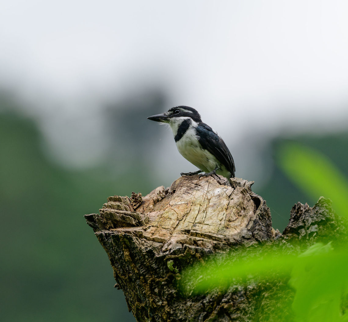 Pied Puffbird - side view, Uraba, Colombia We were lucky to find this puffbird in the open just around a corner of the forest. Out of 4 black and white puffbirds found in Colombia, this one stands out for its pied crown shown on the photo. As with most puffbirds, it is described as "rarely moves", which makes it a great subject. Front view:<br />
<figure class="photo"><a href="https://www.jungledragon.com/image/58266/pied_puffbird_uraba_colombia.html" title="Pied Puffbird, Uraba, Colombia"><img src="https://s3.amazonaws.com/media.jungledragon.com/images/2/58266_thumb.jpg?AWSAccessKeyId=05GMT0V3GWVNE7GGM1R2&Expires=1763596810&Signature=eCMYc8HUM%2BzQosp5sLLEURifHeI%3D" width="102" height="152" alt="Pied Puffbird, Uraba, Colombia We were lucky to find this puffbird in the open just around a corner of the forest. Out of 4 black and white puffbirds found in Colombia, this one stands out for its pied crown shown on the photo. As with most puffbirds, it is described as "rarely moves", which makes it a great subject. Side view:<br />
https://www.jungledragon.com/image/58267/pied_puffbird_-_side_view_uraba_colombia.html Antioquia,Colombia,Colombia Choco & Pacific region,Fall,Geotagged,Notharchus tectus,Pied puffbird,South America,Uraba,Urabá,World" /></a></figure> Antioquia,Colombia,Colombia Choco & Pacific region,Fall,Geotagged,Notharchus tectus,Pied puffbird,South America,Uraba,Urabá,World